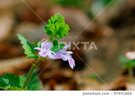 Glechoma grandis blooming in spring, which is also popular as a medicinal herb and herbal tea Glechoma grandis blooming in spring, which is also popular as a medicinal herb and herbal tea 97441668