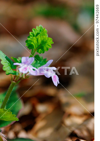 Glechoma grandis blooming in spring, which is also popular as a medicinal herb and herbal tea Glechoma grandis blooming in spring, which is also popular as a medicinal herb and herbal tea 97441669