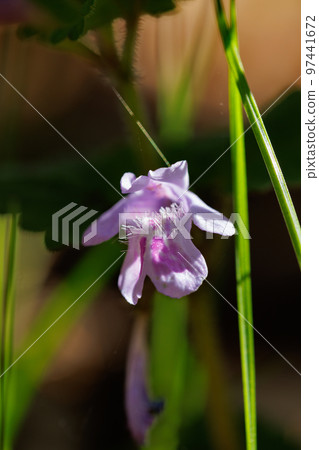 Glechoma grandis blooming in spring, which is also popular as a medicinal herb and herbal tea Glechoma grandis blooming in spring, which is also popular as a medicinal herb and herbal tea 97441672