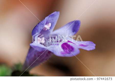 Glechoma grandis blooming in spring, which is also popular as a medicinal herb and herbal tea Glechoma grandis blooming in spring, which is also popular as a medicinal herb and herbal tea 97441673