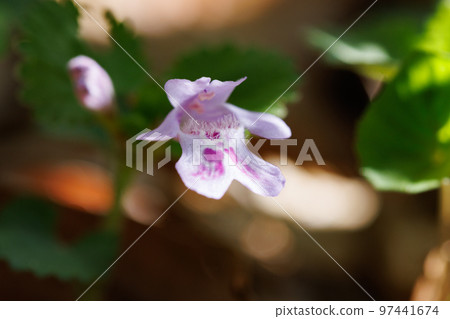 Glechoma grandis blooming in spring, which is also popular as a medicinal herb and herbal tea Glechoma grandis blooming in spring, which is also popular as a medicinal herb and herbal tea 97441674