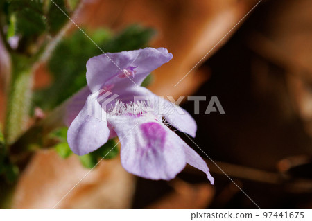 Glechoma grandis 春天盛開,作為藥草和涼茶也很受歡迎 Glechoma grandis 春天盛開,作為藥草和涼茶也很受歡迎 97441675