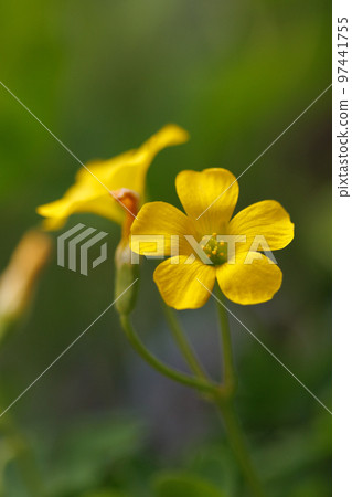 Oxalis mistaken for a lucky four-leaf clover 97441755