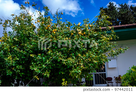 Citrus trees in a small village in the mountainous part of the island of Cyprus in early spring. Citrus trees in a small village in the mountainous part of the island of Cyprus in early spring. 97442011