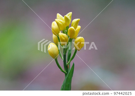 一種生長在山地和丘陵森林中的地基黃色蘭花。 97442025