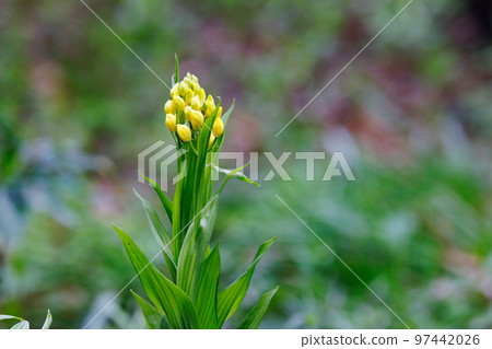 一種生長在山地和丘陵森林中的地基黃色蘭花。 97442026