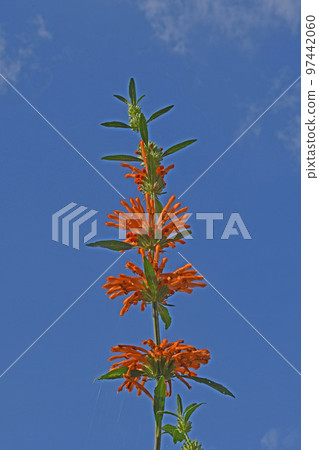 Pagoda of Kaenkisewata with beautiful orange flowers blooming in a ring at the node of the stem against the blue sky 97442060