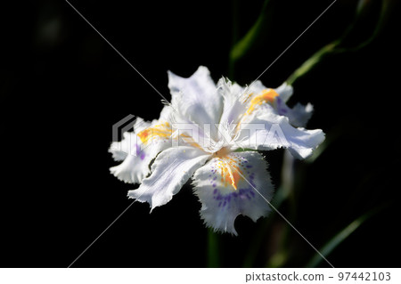 開出類似鳶尾花的白花的蝴蝶 97442103