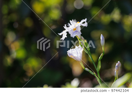 開出類似鳶尾花的白花的蝴蝶 97442104