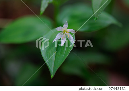 Disporum smilaciens 在從平地到山地的落葉闊葉林的樹蔭下開出又小又漂亮的白花 97442181