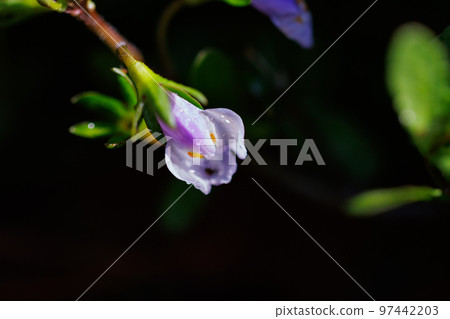 Mazus pumilus，總是長著綠色的葉子，因果實爆炸而得名 97442203