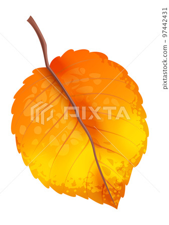 Realistic autumn leaves. Fall orange wood foliage. Fallen yellow leaf, single element isolated on white background for seasonal decor, forest trees colorful botanical flora vector illustration 97442431
