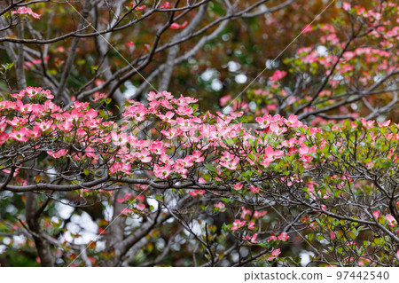 A flowering tree native to the United States that was sent to Japan as a return gift from the cherry blossoms. 97442540