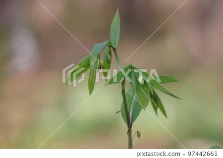 Disporum 無柄生長在灌木叢等開闊區域，並綻放類似於所羅門海豹的花朵。 97442661