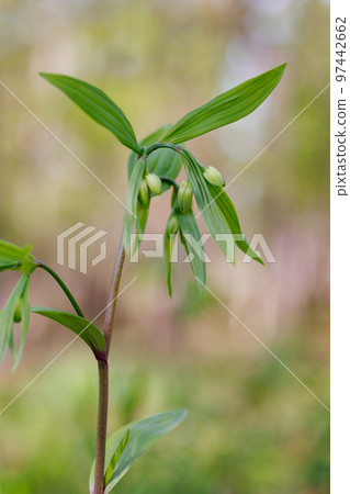 Disporum 無柄生長在灌木叢等開闊區域，並綻放類似於所羅門海豹的花朵。 97442662
