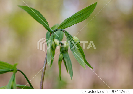 Disporum 無柄生長在灌木叢等開闊區域，並綻放類似於所羅門海豹的花朵。 97442664