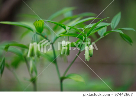 Disporum 無柄生長在灌木叢等開闊區域，並綻放類似於所羅門海豹的花朵。 97442667
