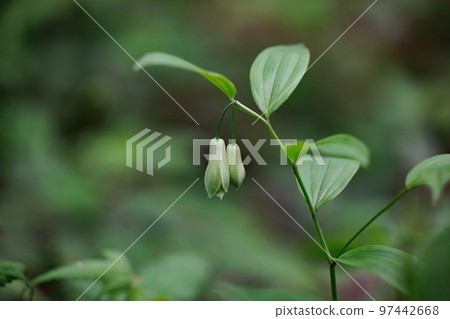 Disporum 無柄生長在灌木叢等開闊區域,並綻放類似於所羅門海豹的花朵。 Disporum 無柄生長在灌木叢等開闊區域,並綻放類似於所羅門海豹的花朵。 97442668