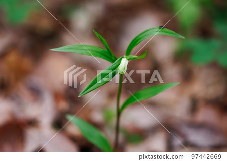 Disporum 無柄生長在灌木叢等開闊區域，並綻放類似於所羅門海豹的花朵。 97442669