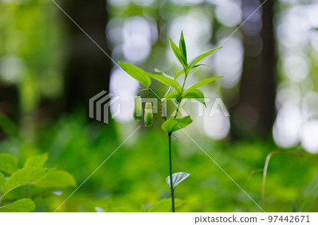 Disporum 無柄生長在灌木叢等開闊區域，並綻放類似於所羅門海豹的花朵。 97442671