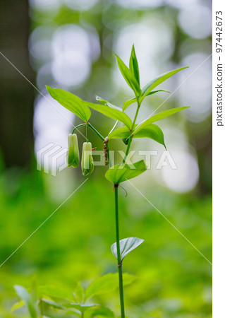 Disporum 無柄生長在灌木叢等開闊區域，並綻放類似於所羅門海豹的花朵。 97442673