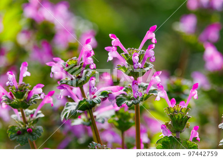 Henbit 不同於七種春季草藥中的一種（Onitabiraco） 97442759