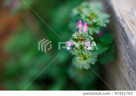 Henbit different from one of the seven spring herbs (Onitabiraco) 97442763