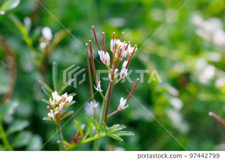 Eatable roadside white flowers Hairy bittercress Eatable roadside white flowers Hairy bittercress 97442799