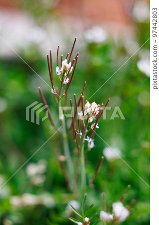 Eatable roadside white flowers Hairy bittercress 97442803