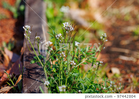 可食用的路邊白花多毛苦菜 可食用的路邊白花多毛苦菜 97442804