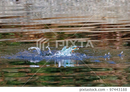 琉璃色的流行翠鳥 97443188