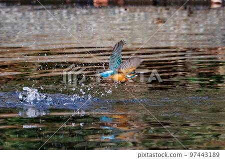 琉璃色的流行翠鳥 97443189