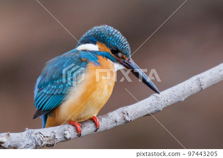 Ruri-colored popular kingfisher 97443205