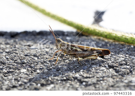 Madara batta Madara batta 97443316