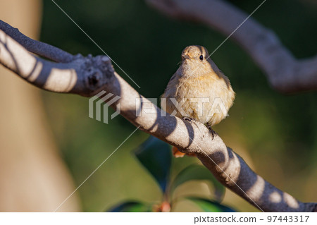 Adorable winter bird Daurian Redstart female Adorable winter bird Daurian Redstart female 97443317