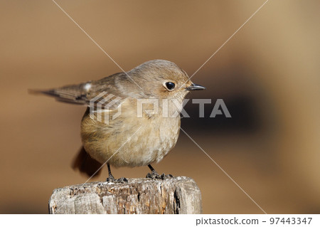 可愛的冬鳥 Daurian Redstart 女性 97443347