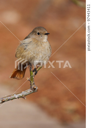 Adorable winter bird Daurian Redstart female Adorable winter bird Daurian Redstart female 97443411