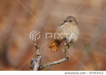 Adorable winter bird Daurian Redstart female 97443412