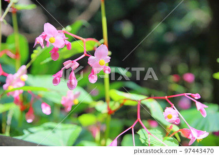 Flower of Shiu-kaido 97443470