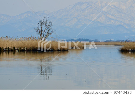 令人驚嘆的雪山和漂浮在湖邊的樹木 97443483