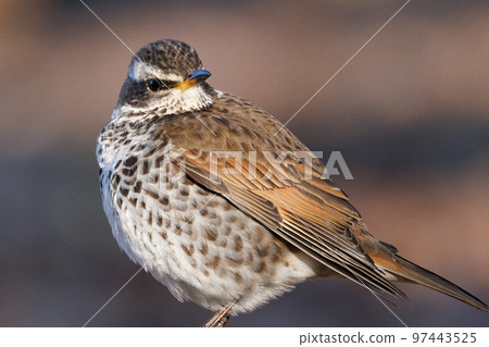 A winter bird named after the thrush because it can no longer be heard when it disappears on a migration in the summer. A winter bird named after the thrush because it can no longer be heard when it disappears on a migration in the summer. 97443525