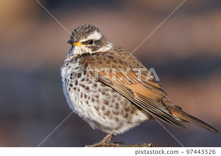 一種以畫眉命名的冬鳥,因為它在夏季遷徙中消失時再也聽不見。 一種以畫眉命名的冬鳥,因為它在夏季遷徙中消失時再也聽不見。 97443526