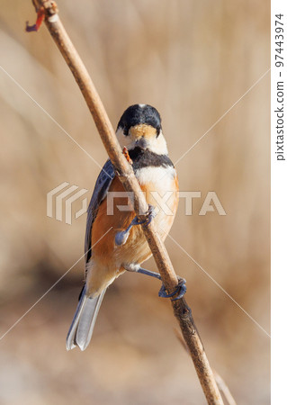 Varied tit, a dexterous bird that imitates singing and performs tricks 97443974