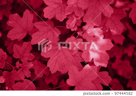 Viva Magenta color natural leaves background. Colour of the year 2023. Viva Magenta color. Maple leaves texture, natural background. Viva Magenta color natural leaves background. Colour of the year 2023. Viva Magenta color. Maple leaves texture, natural background. 97444582