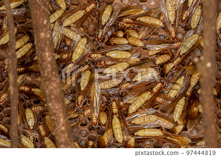 Adult Paper Wasps 97444819