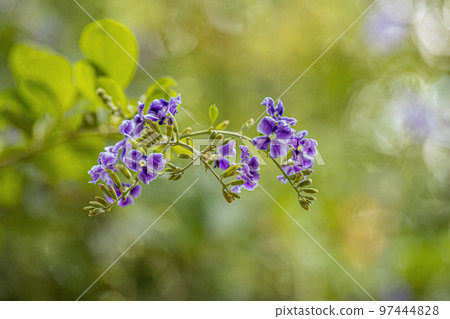 Skyflower Purple Flowers Skyflower Purple Flowers 97444828