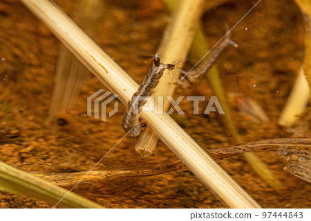 Yellow Fever Mosquito Larva Yellow Fever Mosquito Larva 97444843