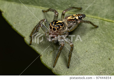 Small Jumping Spider Small Jumping Spider 97444854