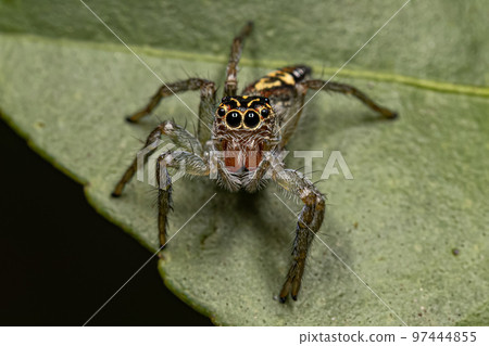 Small Jumping Spider 97444855