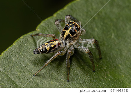 Small Jumping Spider 97444858